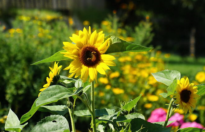 Bei dem schönen Wetter strahlen die Sonnenblumen mit der Sonne um die Wette