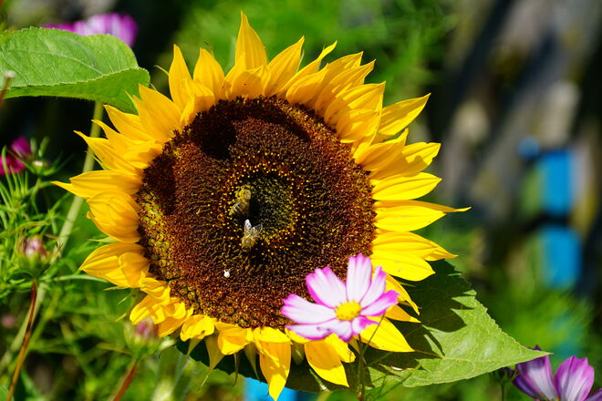 Letzte Sonnenblumen werden noch von den Bienen besucht