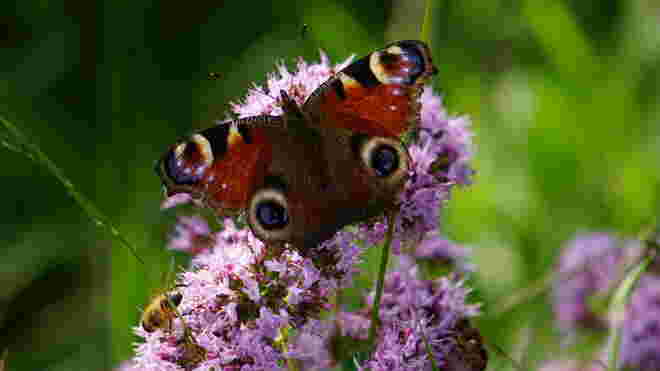 Schmetterling im Sommerglück