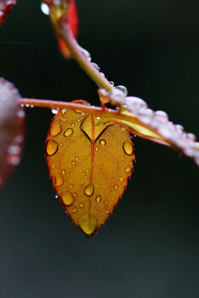 ... nach dem heutigen Regen