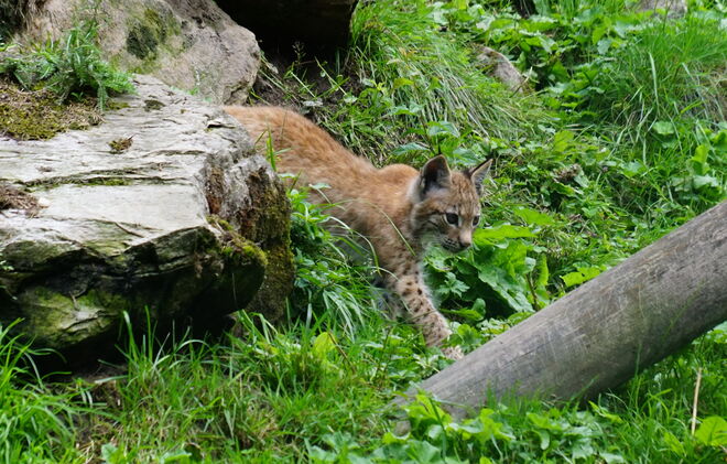 Das noch namenlose Luchs-Baby im Wildpark Ferleiten