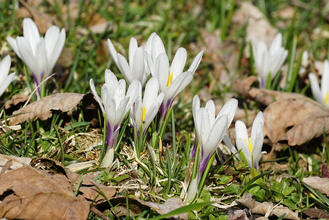 Frühlingsgruß aus dem Pinzgau