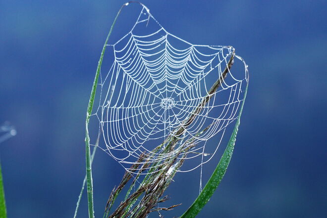 Kunstwerk einer Spinne