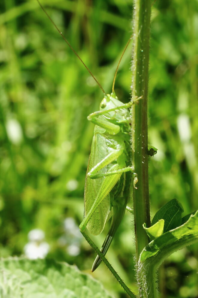 Perfekt getarnt - das Heupferd