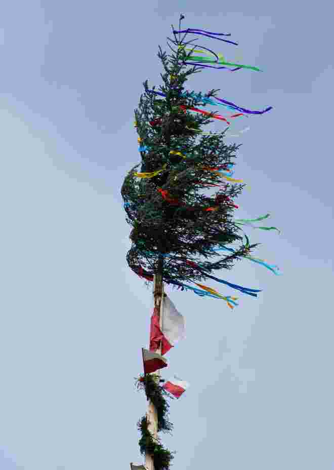 Maibaum 
