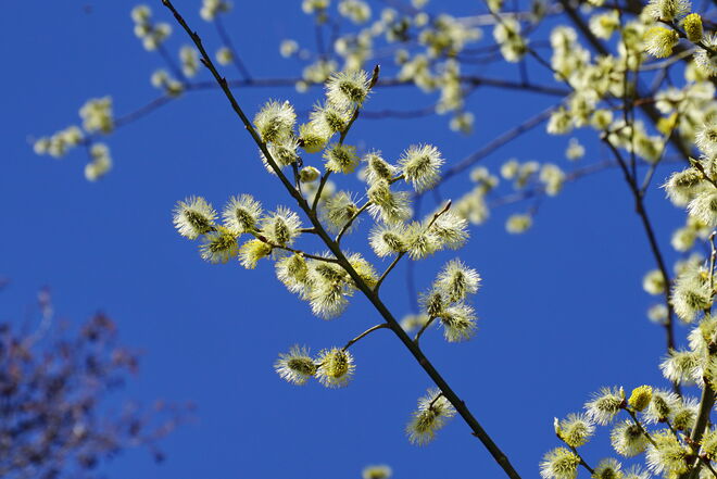 Jetzt ist es mit den Palmkatzerln endgültig vorbei - sie verblühen in Schönheit