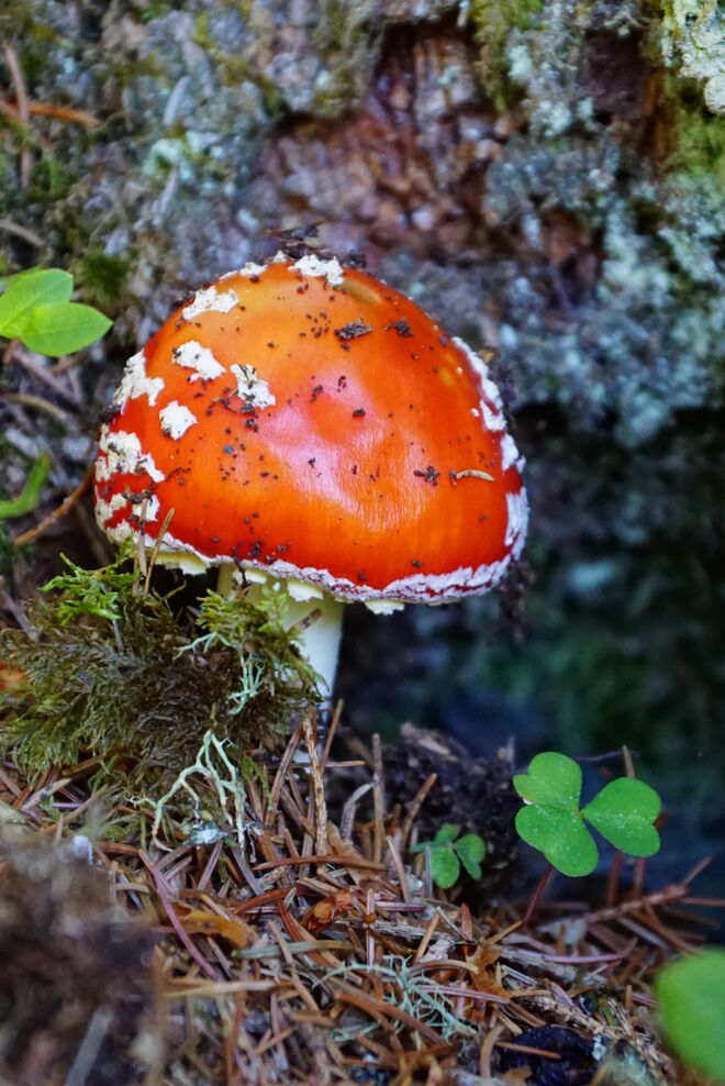 Ein ganz frischer Fliegenpilz