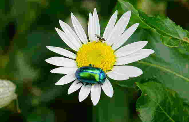 Ein begehrtes Platzerl