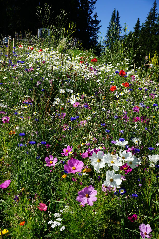Die farbenfrohe Blumenwiese neben dem Biotop