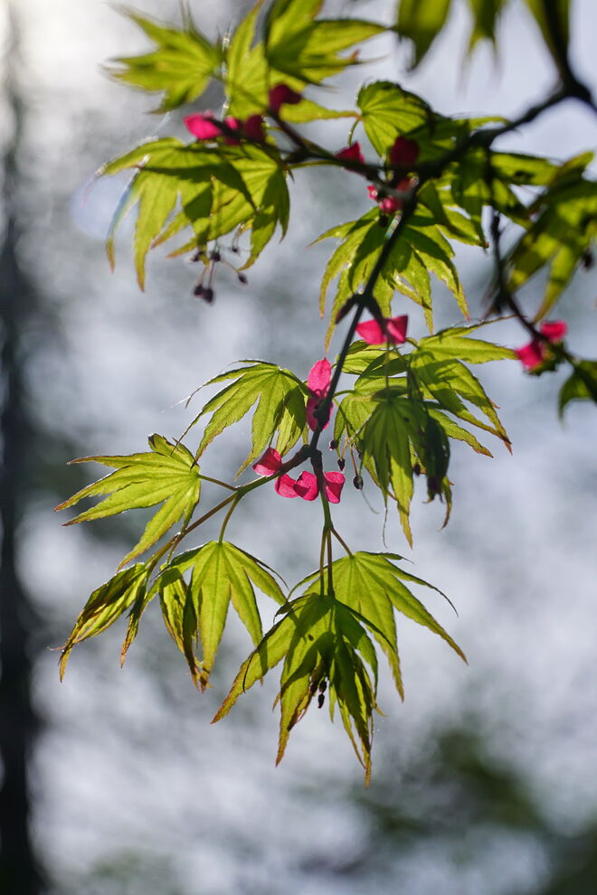 Frische Blätter und Farben - japanischer Ahorn
