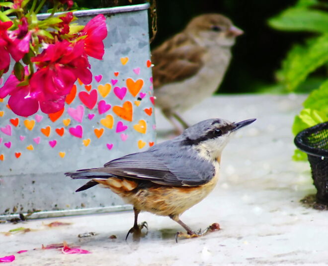 Besuch vom Kleiber an einem Regentag