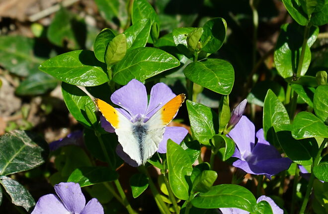 Besuch vom Aurorafalter