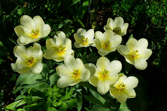 .... der Sonne entgegen