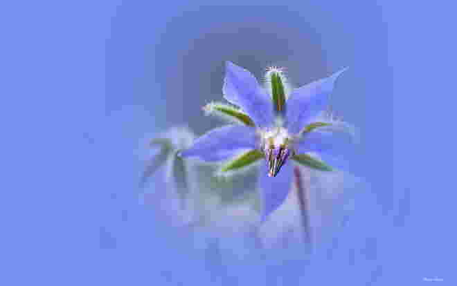 Borretschblüte