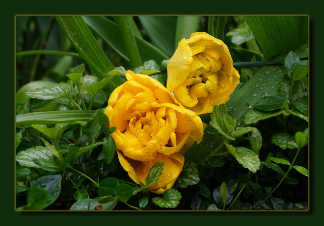 Vom Regen nieder gedrückt