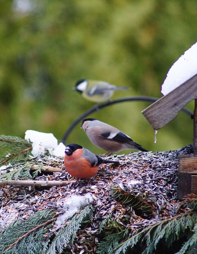 Bunte Vögel am Futterhaus