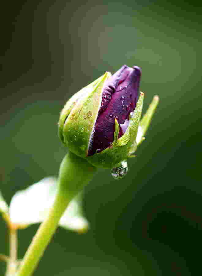 Rosenknospe im Regen