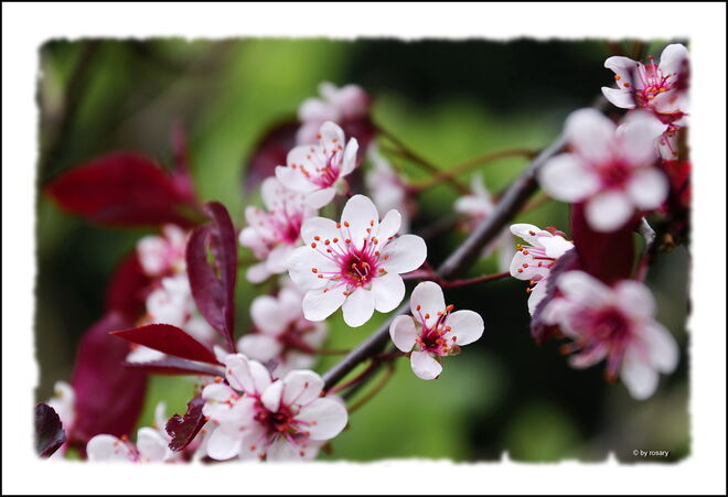 Zarte schöne Blüten trotz Regen und Kälte