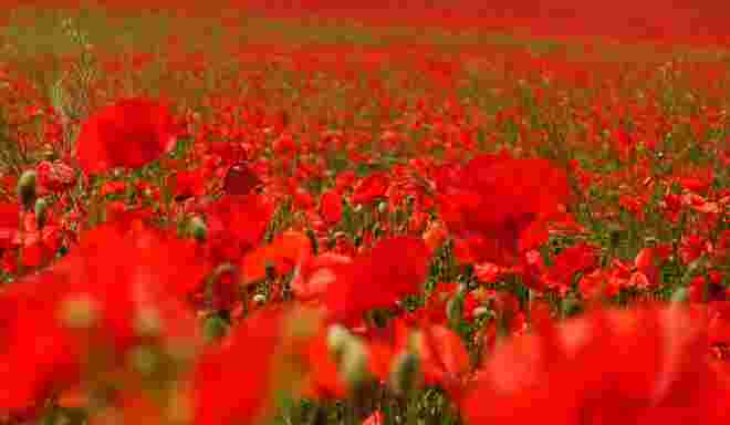 Rot wie die Liebe