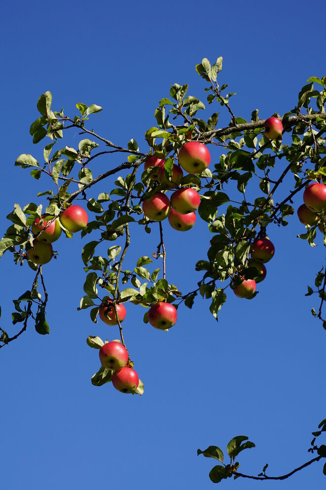 Herrliche rotbackige Äpfel