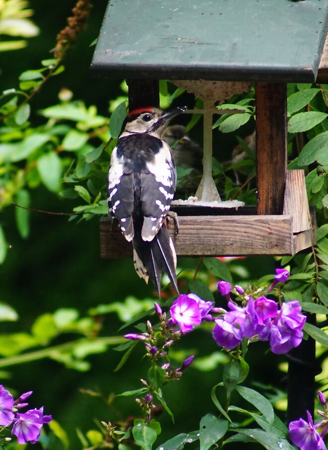 Besuch von einem Jungspecht