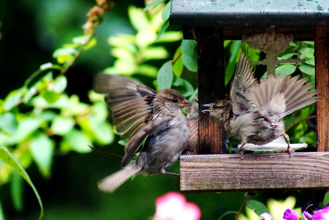 Heftiges Gezanke der Jungspatzen