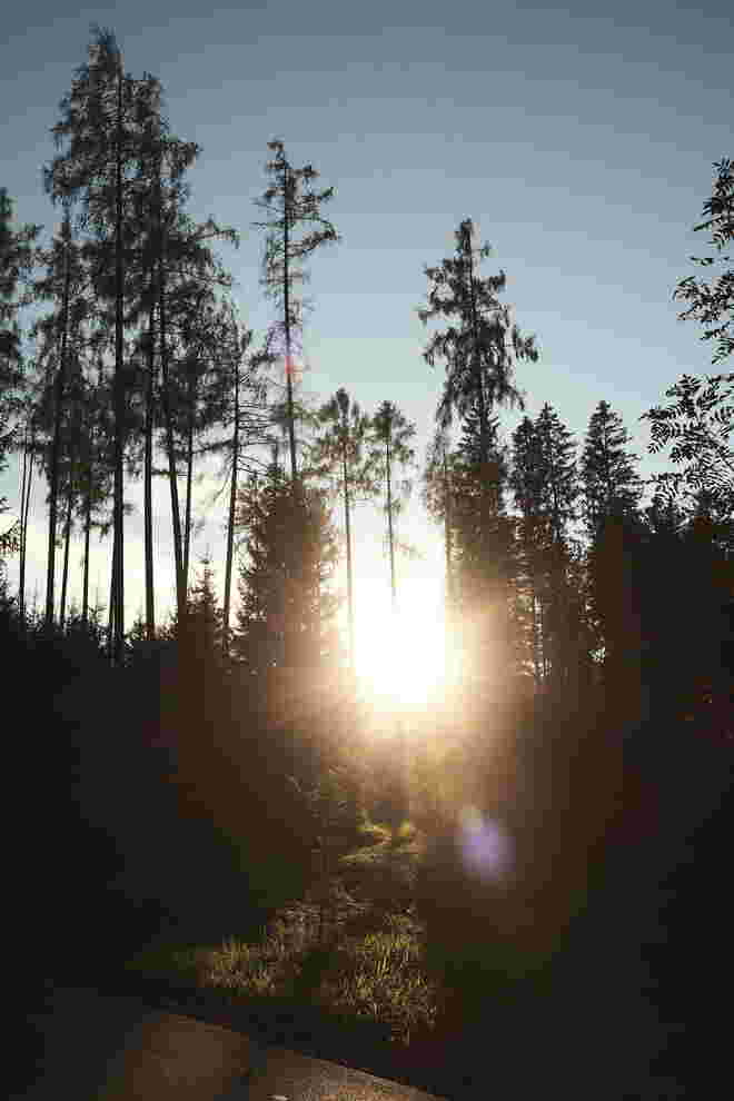 Lichtpfad im Schattenwald