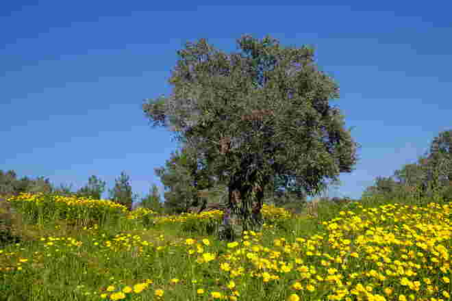 Frühling im Olivengarten