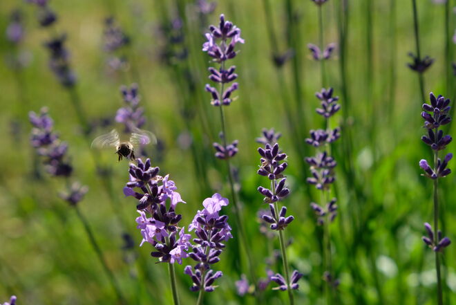 der Sommer wird süß...