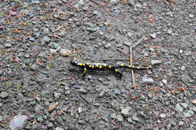 Salamander