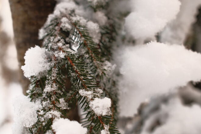 Der Zweig, der den Winter trägt 	