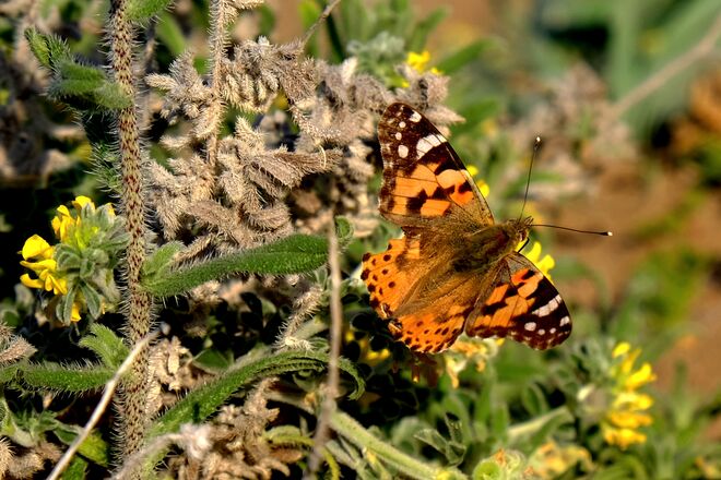 Kurze Rast vor dem Weg über's Meer