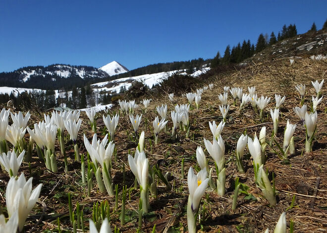 Zarter Frühlingsbeginn auf der Postalm