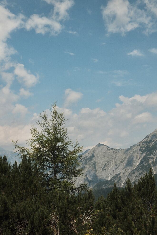 Der Baum des letzten Blicks
