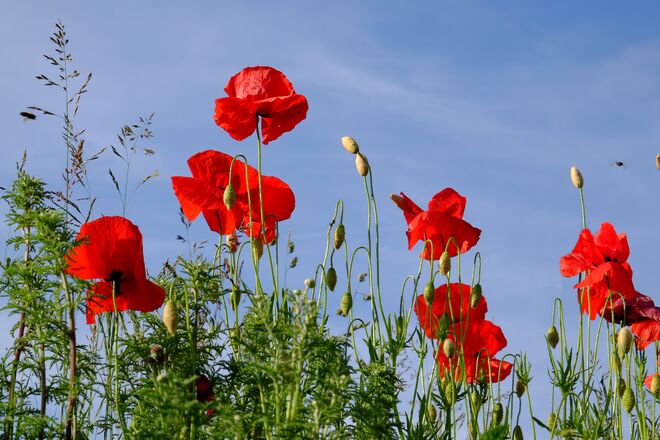 Sie verbreiten Sommerlaune
