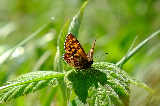 Schlüsselblumen-Würfelfalter