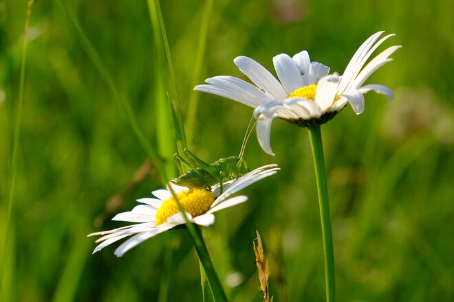 Gut getarnt in der grünen Wiese