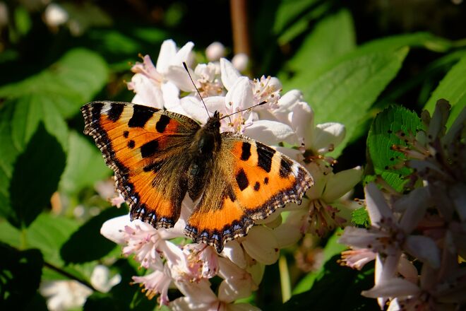 Ein erfreulicher Besuch