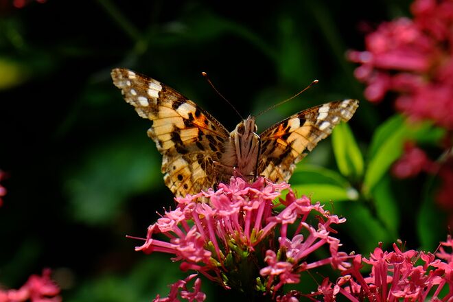 Zerfetzt, aber angekommen!