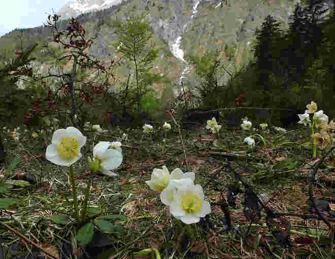 Schneerosenblüte im hinteren Bluntautal