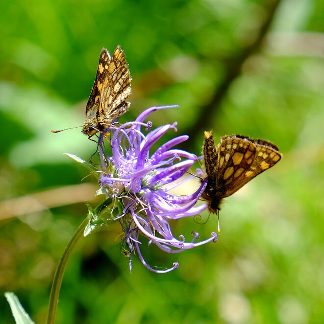 Gelbwürfelige Dickkopffalter