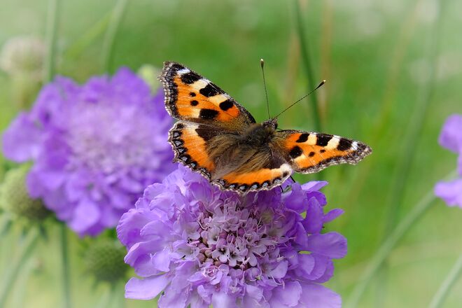 Der Kleine Fuchs liebt meine Scabiosen