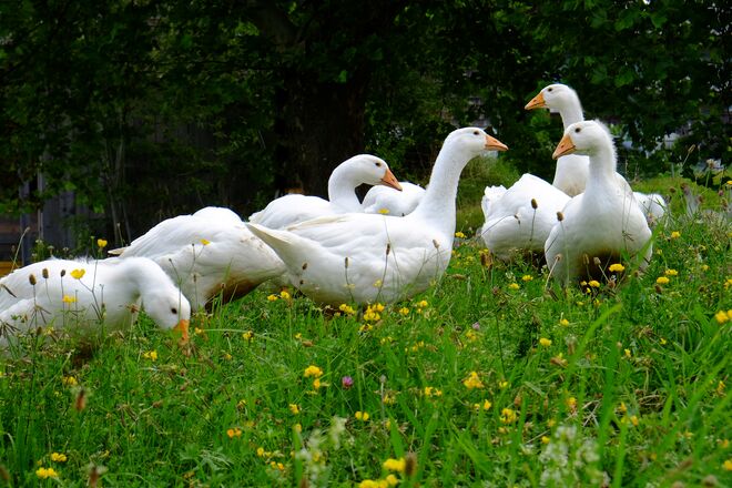 Eine fröhliche Gänseschar