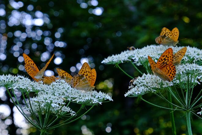 Ein besonderer Leckerbissen?