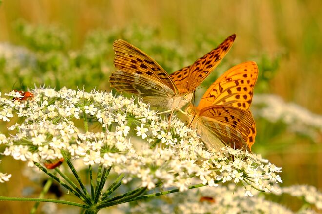 Gehn ma noch auf an Abenddrink?