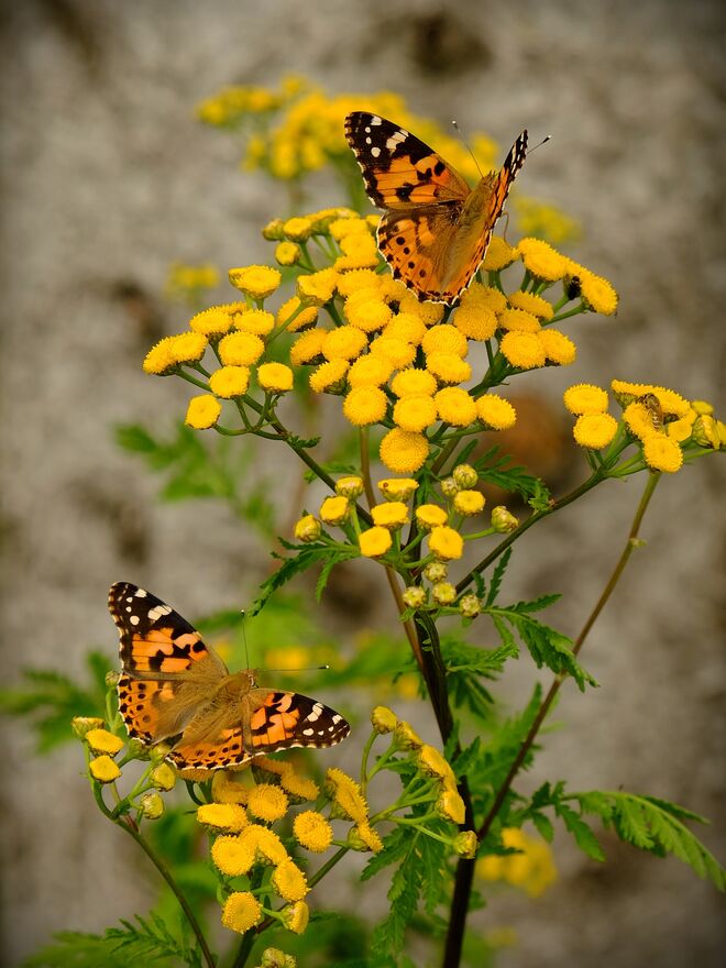 Zwei Schönheiten auf dem Rainfarn