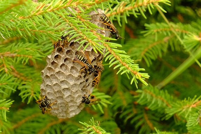 Wespennest am Waldrand