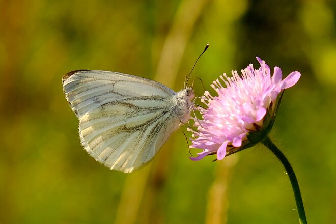 Weißling in der Abendsonne
