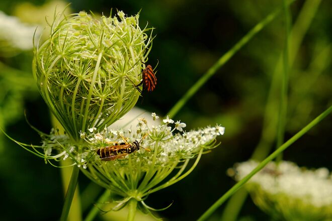 Kurze Begegnung auf der Wilden Möhre