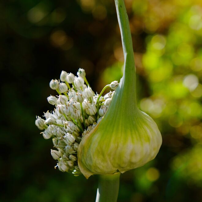 Explosion im Gemüsebeet